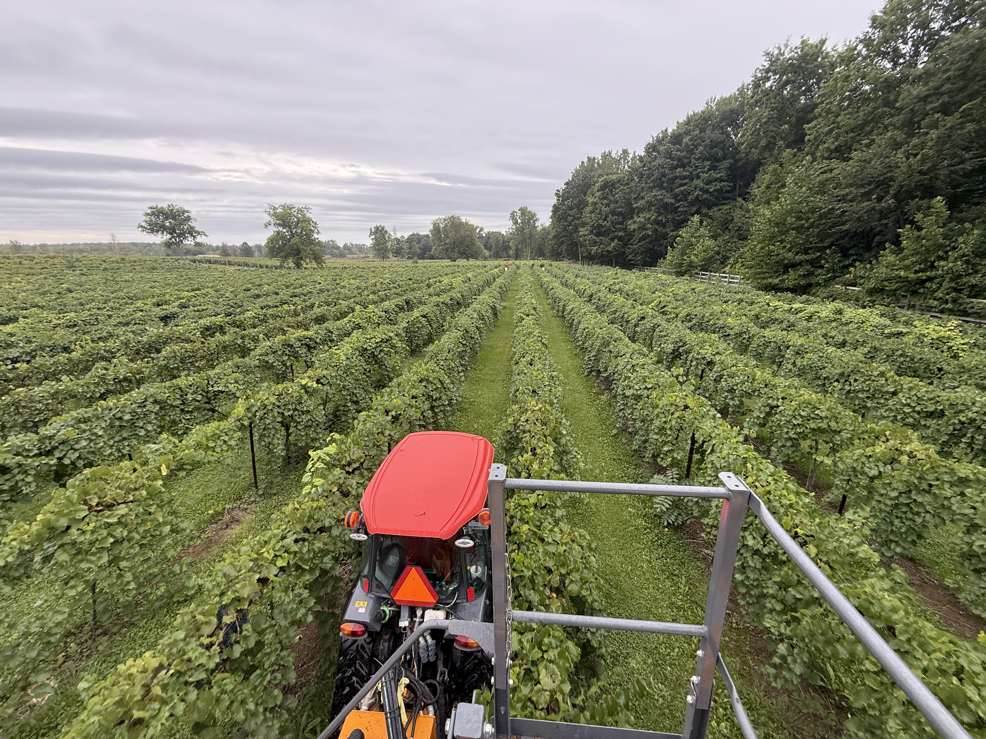 A grape vineyard being harvested.